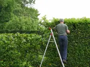 Know Your Rights: Neighbour's Hedge Blocking Light in Garden