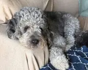 LA Leaders Demand Probe After Police Kill Dog Celebrating Knicks Win