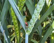 Ladybirds and Wasps: Unsung Heroes on Lincolnshire Farm