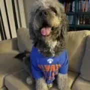 LAPD Kills Dog in Knicks Jersey During Welfare Check; Outcry Grows