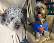 LAPD Releases Footage of Officer Shooting and Killing Woman's Dog in Hallway