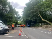 Large Tree Falls on Ullet Road, Blocking Both Lanes During Rush Hour