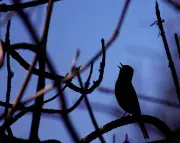 Late-Night Nightingale Serenade at Strawberry Hill Reserve