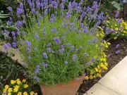 Lavender plants thrive with one key weekly watering task