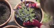 Lavender Thrives in Summer Heat with One Simple June Task