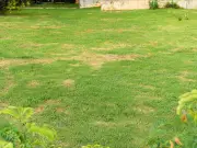 Lawn Expert Shares Tips for El Niño 2026 Garden Protection