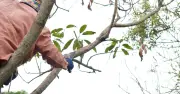 Lawyer clarifies responsibility for neighbour's overhanging tree branches