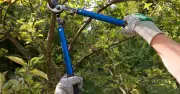 Lawyer Explains Rights for Overhanging Tree Branches in Gardens