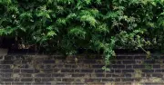 Lawyer Explains Your Rights on Neighbour's Overhanging Hedge