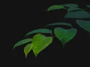 Lawyer: Your Rights If Neighbor Won't Remove Japanese Knotweed
