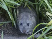 Leaving Water Outside in June Could Attract Rats to Your Home