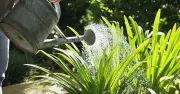 Little-Known Watering Mistake That Kills Your Plants Revealed by Gardener