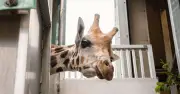 Longleat Safari Park Turns 60: New Lions, Giraffe and Conservation Milestones