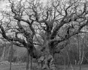 Major Oak in Sherwood Forest Dies at 1,000 Years Old: Readers Share Memories