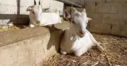 Man, 21, Arrested for Raping and Killing 12 Goats in South Africa