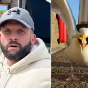 Man Allegedly Punches Seagull to Death After It Stole His Cornish Pasty