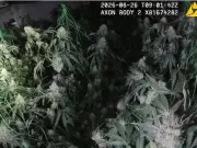 Man Arrested After 1,000-Plant Cannabis Farm Found in County Durham