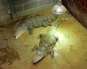 Man Arrested After Boy Injured in Crocodile Enclosure at Cambridgeshire Zoo