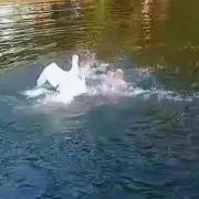 Man Attacked by Protective Swan After Ignoring Warning in Dorset River