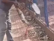Man Loses Finger After Lizard Bites Him While Offering Water