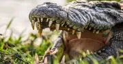 Man Who Threw Boy Into Crocodile Enclosure Escorted by Carers
