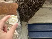 Manchester Bee Business Stunned as 3,000 Bees Swarm Their Doorstep