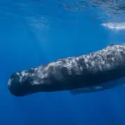 Massive Whale Graveyard Found in Indian Ocean With 5 Million-Year-Old Skeletons