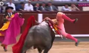 Matador Gored Through Leg and Tossed by Bull in Horrifying Madrid Incident