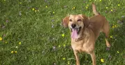 Met Office Issues '5 Second' Warning to All Dog Owners This Weekend