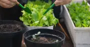 Met Office Names Essential June Gardening Job for Plant Health