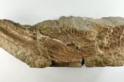 Metre-Long Scorpions Once Roamed Ancient England and Wales