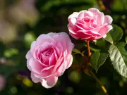 Milk Spray Stops Black Spot on Roses Naturally This Summer