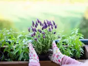 Monty Don's 5-Minute Lavender Pruning Trick for Yearly Blooms