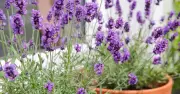 Monty Don's Quick Lavender Task Keeps Plants Thriving for Years