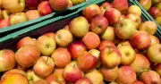 Morrisons confirms best way to store apples to last 14 days longer