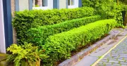 Mulch Hedges in June to Keep Them Green and Bushy All Summer
