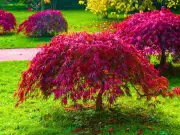 Mulch Japanese Maples in Late June for Bushy, Healthy Summer Growth