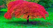 Mulch Japanese Maples Now for Stronger Summer Growth