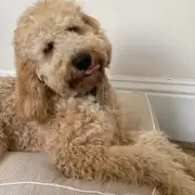 'My dog is obsessed' with £26 Dusk bed as other beds forgotten