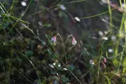 Mysterious Miniature Forest Discovered Hidden Within Vast Woodland