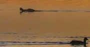 Mystery Big Cat Photo: Photographer Renews Calls for Sighting to Be Taken Seriously