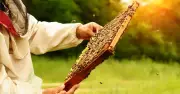 Naked Beekeeping Session at UK Naturist Festival