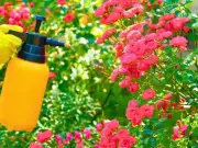 Natural Castile Soap Spray Keeps Aphids Off Roses Effectively