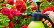 Natural Castile Soap Spray Keeps Roses Aphid-Free and Healthy