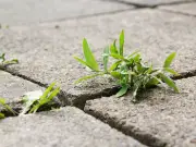 Natural Homemade Weed Killers Using Lemon Juice and Salt