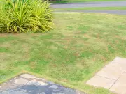 Natural Nematodes: The Secret to Eliminating Leatherjackets from Lawns