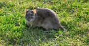Natural Rat Repellent: Onions Deter Garden Pests Without Harmful Pesticides