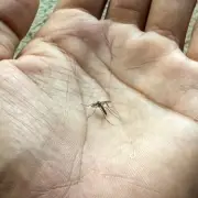 Natural scent that midges and mosquitoes naturally avoid