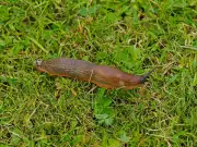 Natural Slug Deterrents: Expert-Approved Kitchen Solutions for Your Garden