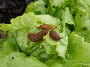 Natural Slug Deterrents: Expert-Approved Ways to Protect Your Garden